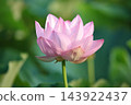 Lotus flower  143922437