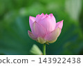 Lotus flower  143922438
