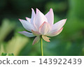 Lotus flower  143922439