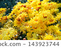 Bright yellow spider chrysanthemum flowers blooming in garden, autumn background, decorative plant 143923744