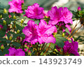 Pink Azalea Ericaceae Rhododendron indicum flower in garden, greenhouse on green foliage background 143923749