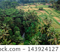 Drone view of agriculture rice fields with palm trees in a green rural landscape. 143924127