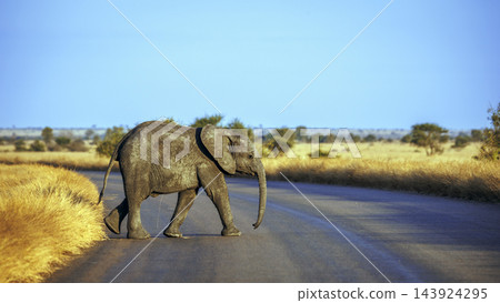 African bush elephant in Greater Kruger National park, South Africa African bush elephant in Greater Kruger National park, South Africa 143924295