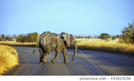 African bush elephant in Greater Kruger National park, South Africa 143924296