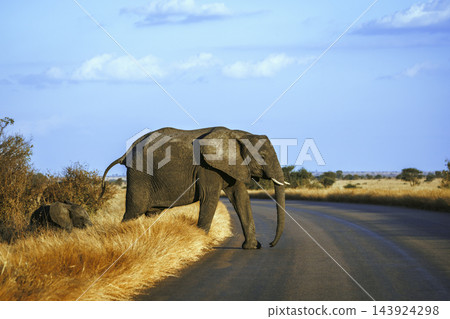African bush elephant in Greater Kruger National park, South Africa African bush elephant in Greater Kruger National park, South Africa 143924298