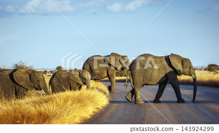 African bush elephant in Greater Kruger National park, South Africa 143924299
