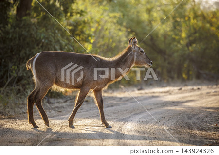 Common Waterbuck in Greater Kruger National park, South Africa Common Waterbuck in Greater Kruger National park, South Africa 143924326