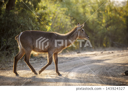 Common Waterbuck in Greater Kruger National park, South Africa Common Waterbuck in Greater Kruger National park, South Africa 143924327