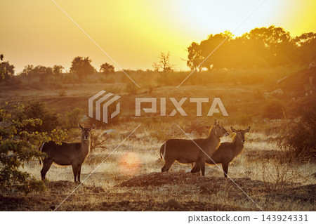 Common Waterbuck in Greater Kruger National park, South Africa Common Waterbuck in Greater Kruger National park, South Africa 143924331