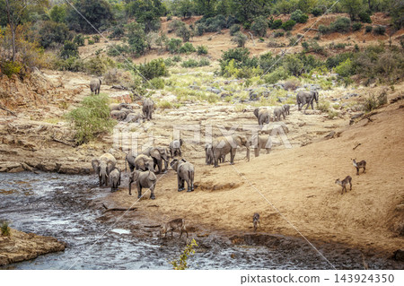 African bush elephant in Greater Kruger National park, South Africa African bush elephant in Greater Kruger National park, South Africa 143924350
