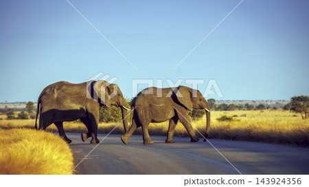 African bush elephant in Greater Kruger National park, South Africa 143924356
