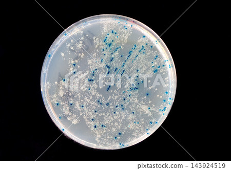 Bacterial Colonies on Petri Dish in Microbiology Lab Bacterial Colonies on Petri Dish in Microbiology Lab 143924519