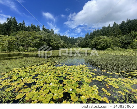 池塘四周環繞著森林,綠葉漂浮在水面上,構成了一幅美麗的風景。 池塘四周環繞著森林,綠葉漂浮在水面上,構成了一幅美麗的風景。 143925060