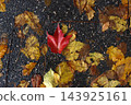 Autumn leaves on the ground 143925161