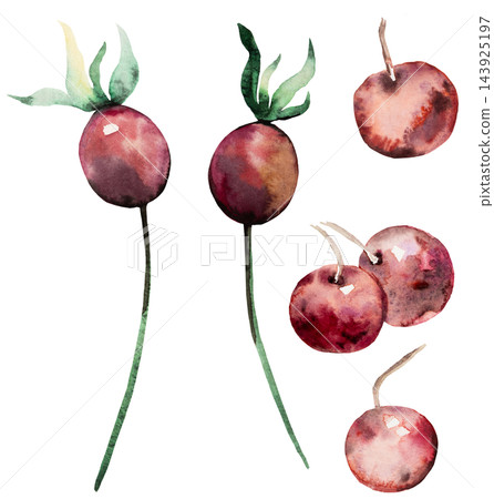 Watercolor red berries with green leaves. Hand drawn winter Isolated illustration for Christmas cards Watercolor red berries with green leaves. Hand drawn winter Isolated illustration for Christmas cards 143925197