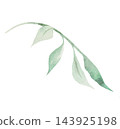 Watercolor soft green leaves, botanical isolated illustration. Romantic wedding stationery 143925198