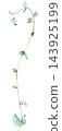 Watercolor trailing vine with green leaves, botanical greenery isolated illustration, single element 143925199