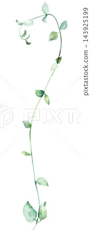 Watercolor trailing vine with green leaves, botanical greenery isolated illustration, single element 143925199