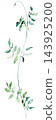 Watercolor trailing jasmine vine with green leaves, botanical greenery isolated illustration, single element 143925200