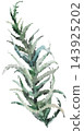 Watercolor juniper branch with green leaves. Winter Christmas Isolated illustration for stationery 143925202