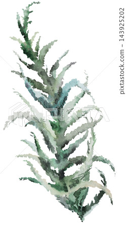 Watercolor juniper branch with green leaves. Winter Christmas Isolated illustration for stationery Watercolor juniper branch with green leaves. Winter Christmas Isolated illustration for stationery 143925202