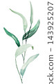 Hand drawn watercolor green eucalyptus leaves, botanical greenery isolated illustration element 143925207