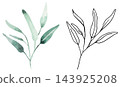 Watercolor botanical clipart with green eucalyptus leaves and black line art, isolated illustration 143925208