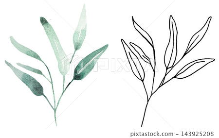 Watercolor botanical clipart with green eucalyptus leaves and black line art, isolated illustration 143925208
