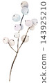 Watercolor white winter berries on brown branches. Winter Isolated illustration for Christmas cards 143925210