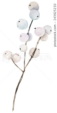 Watercolor white winter berries on brown branches. Winter Isolated illustration for Christmas cards Watercolor white winter berries on brown branches. Winter Isolated illustration for Christmas cards 143925210