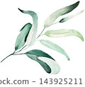 Hand drawn watercolor green eucalyptus leaves, botanical greenery isolated illustration element 143925211