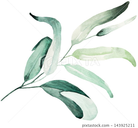Hand drawn watercolor green eucalyptus leaves, botanical greenery isolated illustration element Hand drawn watercolor green eucalyptus leaves, botanical greenery isolated illustration element 143925211
