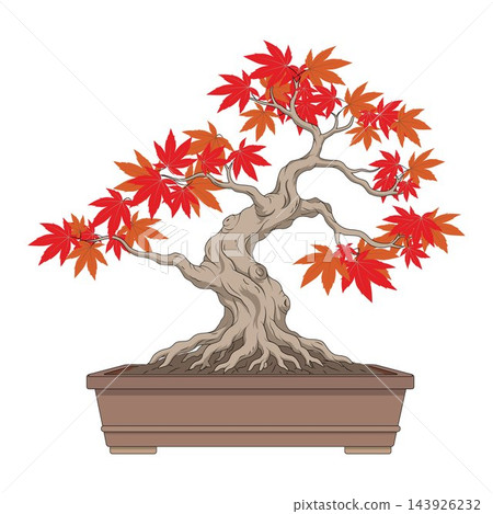 Illustrated maple bonsai tree elegant foliage 143926232