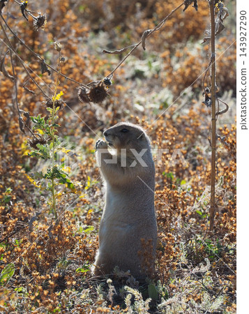 黑尾草原犬鼠在乾草叢中吃草。 黑尾草原犬鼠在乾草叢中吃草。 143927290
