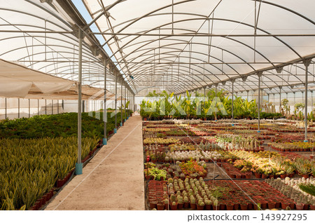 Greenhouse Greenhouse 143927295