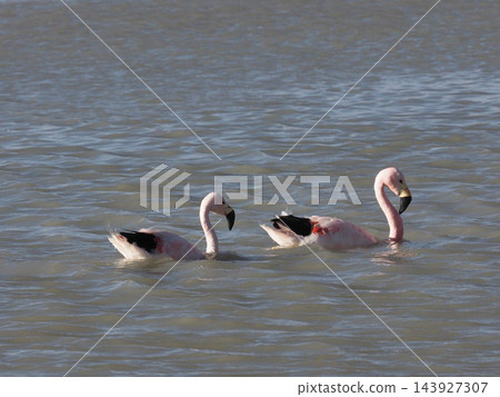 兩隻短尾火烈鳥在湖裡漫步 兩隻短尾火烈鳥在湖裡漫步 143927307