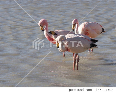 短尾火烈鳥在湖中梳理羽毛 短尾火烈鳥在湖中梳理羽毛 143927308