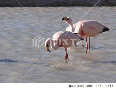 兩隻短尾火烈鳥在湖中覓食浮游生物。 兩隻短尾火烈鳥在湖中覓食浮游生物。 143927311