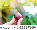 pick fresh figs from the branch 143927960