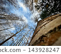 Upward view beside textured tree trunk with bare branches and blue sky 143928247