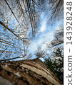 Upward view along textured tree trunk beneath bare branches and blue sky 143928248