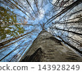Upward view of tall birch tree trunk surrounded by bare branches and blue sky 143928249
