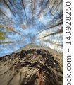 Looking upward along textured tree trunk toward blue sky and bare branches 143928250