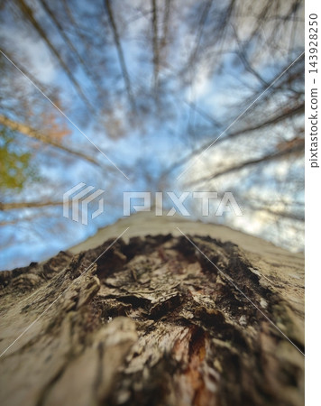 Looking upward along textured tree trunk toward blue sky and bare branches Looking upward along textured tree trunk toward blue sky and bare branches 143928250