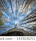 Tall tree trunk rising toward bare branches and blue autumn woodland sky 143928251