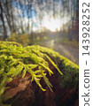 Sunlit green moss and fern growth on a forest log in soft woodland light 143928252