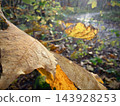 Close view of dry brown oak leaves on a sunlit forest floor in autumn 143928253