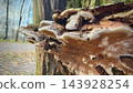 Large layered bracket fungi growing from a weathered tree trunk beside path 143928254