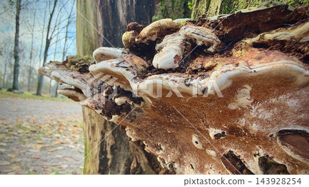 Large layered bracket fungi growing from a weathered tree trunk beside path Large layered bracket fungi growing from a weathered tree trunk beside path 143928254