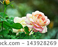 Pink roses blooming in autumn 143928269